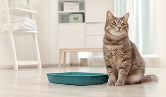 Animal Bedding Material