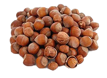 HAZELNUT AND HAZELNUT SHELL